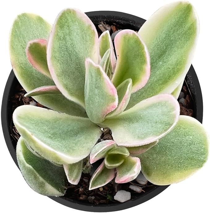 2" Rare Succulent Variegated Money Maker Plant, Live Succulents Plants Fully Rooted in Grower Pots, Unique Gift for Wedding Favor, Party Favor