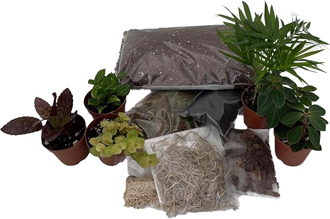 Hirt's Terrarium Kit with 5 Terrarium Plants in 2" Pots