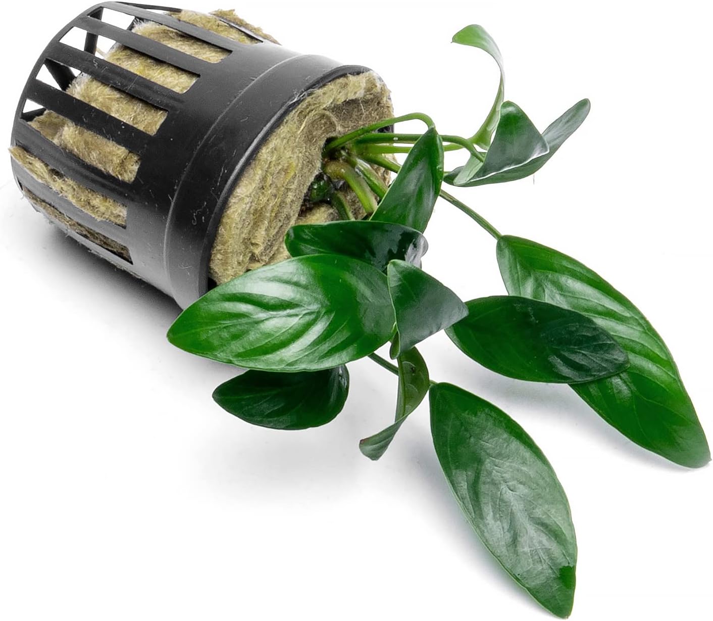 Anubias Live Aquarium Plants - Potted Freshwater Plant for Fish Tanks, Terrariums - Beginner Friendly Low Light (Congensis Mini, 3 Pots)