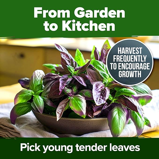 HOME GROWN Thai Basil Seeds Pack - 876 High Germination π‘π’π‘-ππ π’ π¨π¦π Heirloom Herb Seeds for Planting,Ideal for Growing Fresh Basil Planting Indoor or Outdoor(Ocimum basilicum var.thyrsiflora)