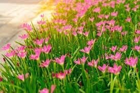 (12) Pink Rain Lily Flower Plants - Zephyranthes Grandiflora Outdoor Flower Bulbs | Beautiful Rain Lily