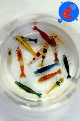 Generic Shrimp Up Aquatics™ 20+ Mixed Color Neocaridina Shrimp Live Freshwater Aquarium Inverts Live Arrival! Mixed