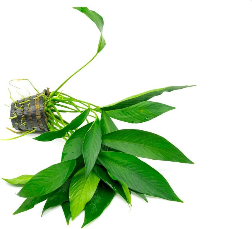 Anubias Live Aquarium Plants - Potted Freshwater Plant for Fish Tanks, Terrariums - Beginner Friendly Low Light (Congensis, Mother Plant)