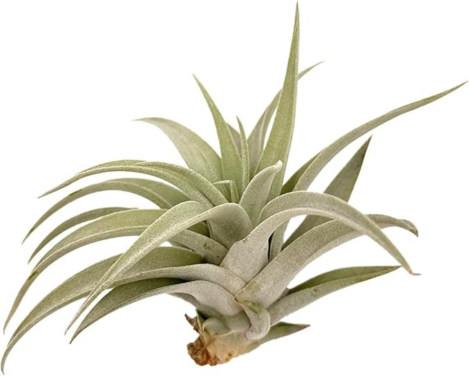 Air Plants - Flowering Tillandsia Harrisii, Large 3-5" - 1ct - Live Arrival Guaranteed - House Plants for Home Decor & Gift