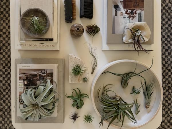 Air Plants - Freyja Gift Box - 10ct - Live Arrival Guaranteed - House Plants for Home Decor & Gift