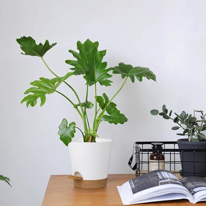 5 Pack 5 inch Self-Watering Pots, African Violets Planter with Drainage Holes and Reservoir, White Brown Plastic Planter for Indoor Outdoor Plants Flowers and Houseplants White Brown, 5 inch 5 pcs