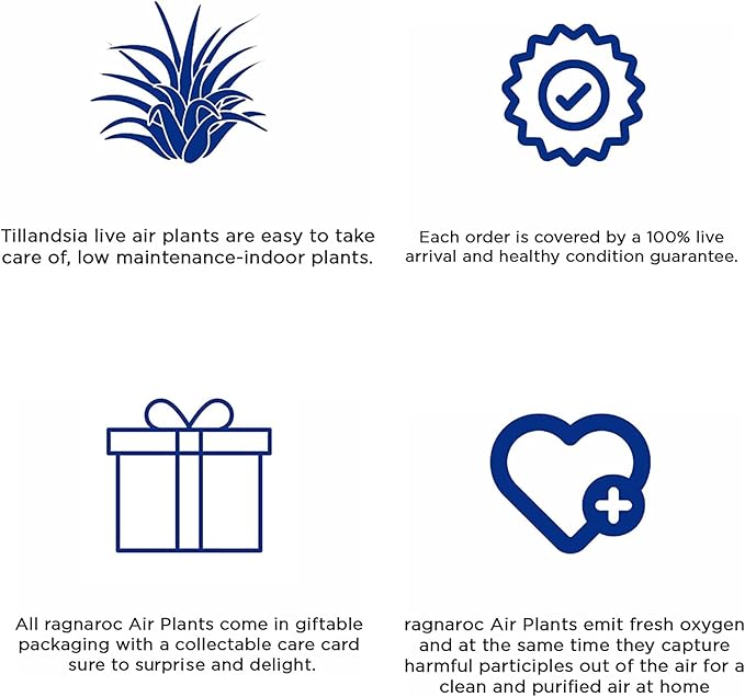 Air Plants - Flowering Tillandsia Bulbosa Belize, Giant 7-9" - 3ct - Live Arrival Guaranteed - House Plants for Home Decor & Gift