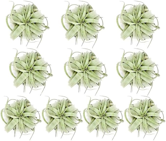 Air Plants - Tillandsia Xerographica, Large 5-7” - 10ct - Live Arrival Gauranteed - House Plants for Home Decor & Gift