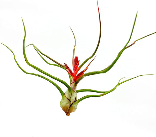 Air Plants - Flowering Tillandsia Bulbosa Belize, Giant 7-9" - 1ct - Live Arrival Guaranteed - House Plants for Home Decor & Gift