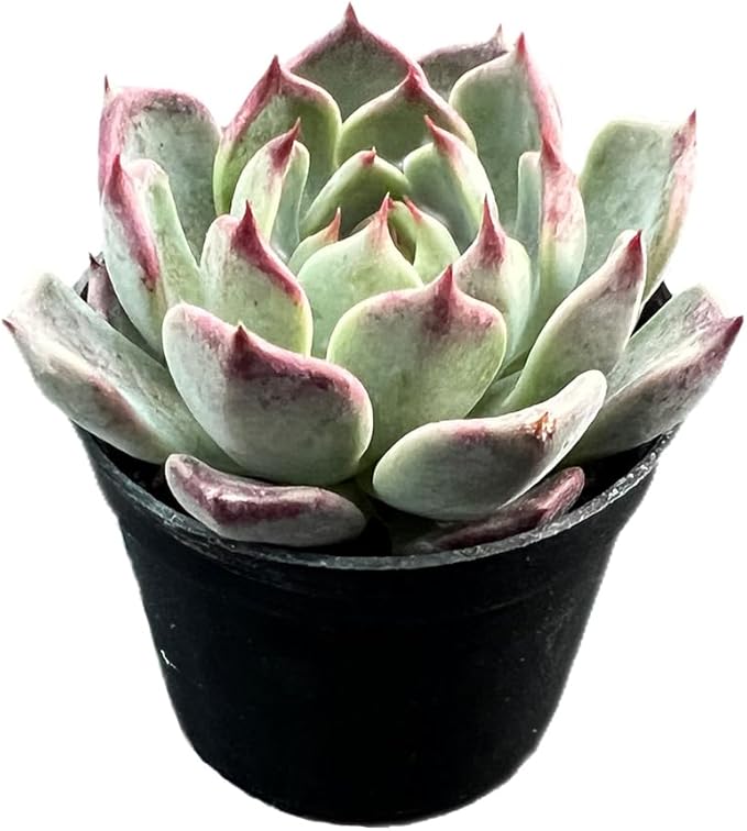 2" Rare Succulent Echeveria 'Night', Live Succulents Plants Fully Rooted in Grower Pots, for Wedding Favor, Party Favor
