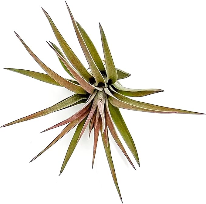 Air Plants - Tillandsia Brachycaulos Abdita, Large 4-6" - 5 ct - Live Arrival Guaranteed - House Plants for Home Decor & Gift