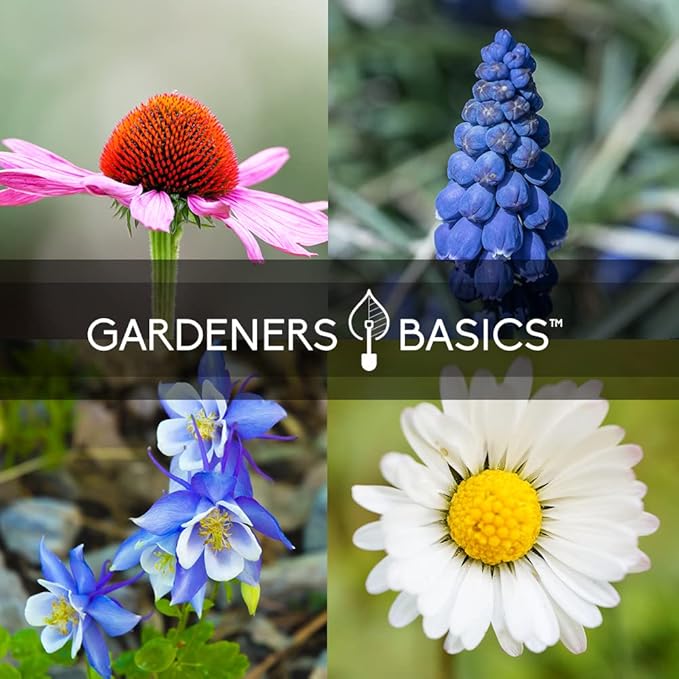 Gardeners Basics, Perennial Flower Seeds for Planting Outdoors (5 Variety Pack) Lupine, Columbine, Echinacea Purple Coneflower, Black Eyed Susan, Shasta Daisy for Pollinators Wildflower Seed