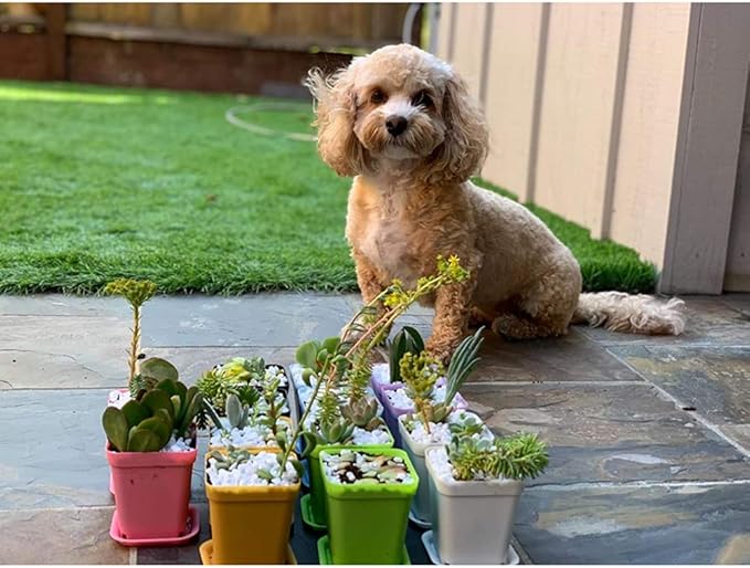 Hedume 70 Pack Mini Plastic Flower Seedling Nursery Pot with Pallet, 3" Colorful Square Plant Pot, Indoor Outdoor Flower Plant Container, Decor for Room, Garden, Office and Balcony (7 Colors)