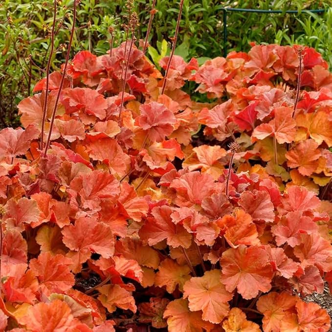 2 Heuchera Live Plants, Coral Bells Red Oragne Yellow Heuchera Perennials for Outdoor Garden, Shade Border, Containers, 4-6” Tall Well-Rooted