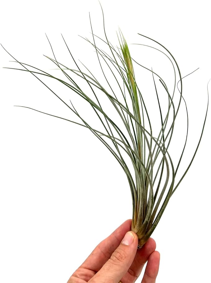Air Plants Bulk - Tillandsia Juncea Wholesale, Jumbo 8-12" - 30ct - Live Arrival Guaranteed - House Plants for Home Decor & Gift