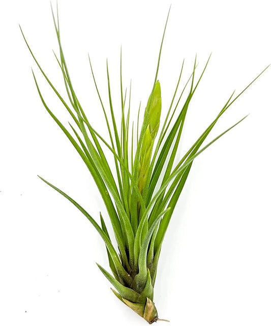 Air Plants - Flowering Tillandsia Melanocrater Tricolor, Large 5" - 1ct - Live Arrival Guaranteed - House Plants for Home Decor & Gift