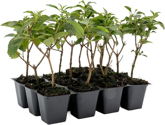 12 Dallas Red Lantana | Live Plants in 2.5-inch Nursery Cubes | Lantana Camara 'Dallas Red' Variety | Hardy Evergreen Perennial Shrub | Fiery Vibrant Blooms for Home & Garden