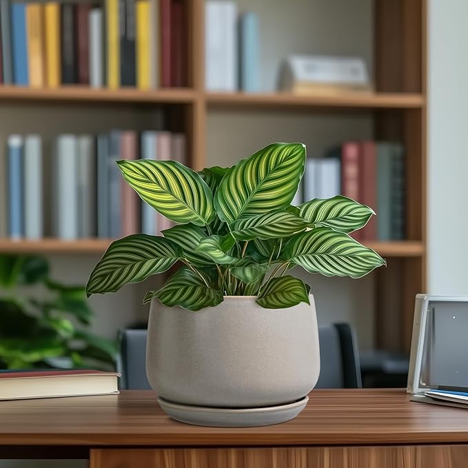 G EPGardening Ceramic Pots for Plants 7 Inch - Large Ceramic Planters for Indoor Plants Outdoor Modern Flower Pot with Drainage Holes and Saucer for Office Garden Patio Grey