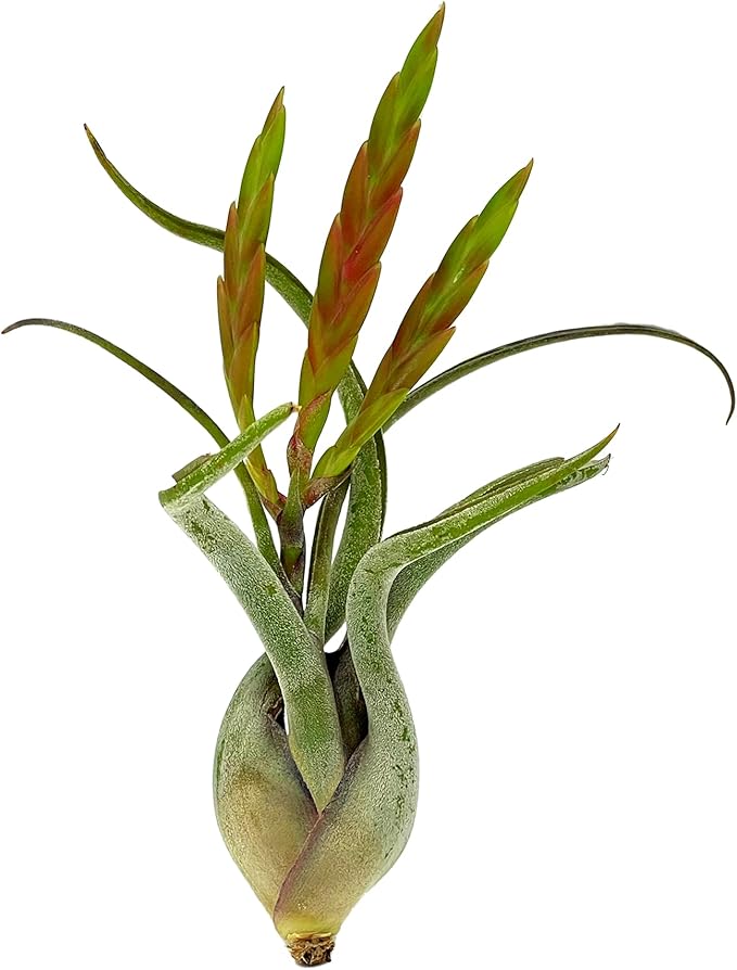 Air Plants - Flowering Tillandsia Caput Medusae, Large 5-7" - 1ct - Live Arrival Guaranteed - House Plants for Home Decor & Gift