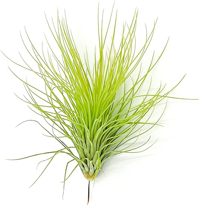 Air Plants - Tillandsia Andreana, Large 4-6" - 1ct - Live Arrival Gauranteed - House Plants for Home Decor & Gift