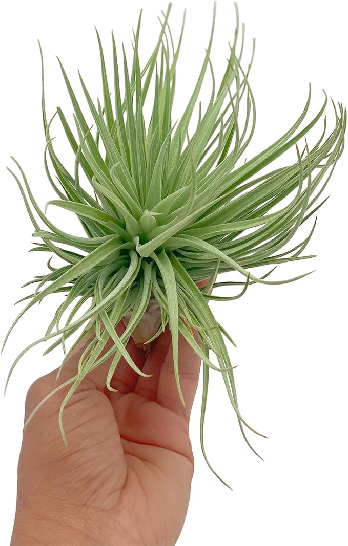 Air Plants - Flowering Tillandsia Rose BAER, Large 5" - 2ct - Live Arrival Guaranteed - House Plants for Home Decor & Gift