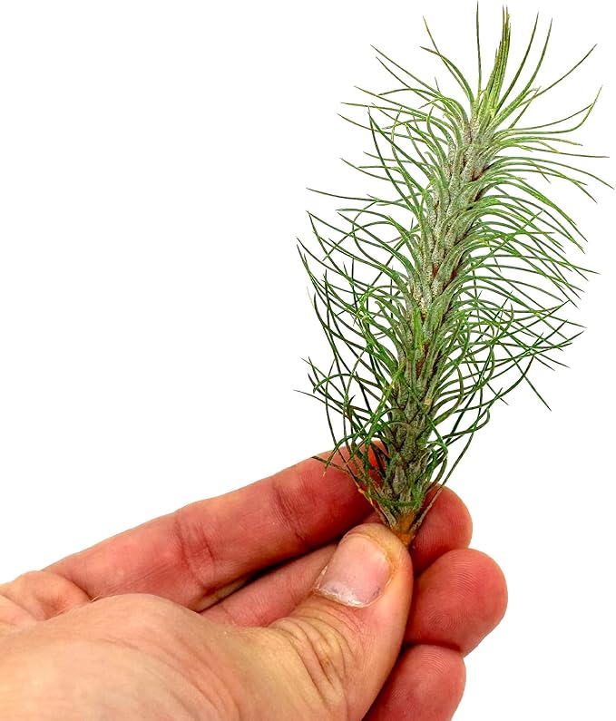 Air Plants - Colombian Tillandsia Funckiana, Large 5" - 3ct - Live Arrival Guaranteed - House Plants for Home Decor & Gift