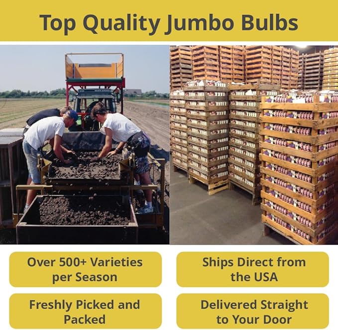 50 Triumph Tulip Bulbs for Planting - Assorted Color Value Pack - Plant in Gardens, Borders & Flowerbeds - Bulb Size 11/12 cm - Easy to Grow Fall Flowers Bulbs by Willard & May