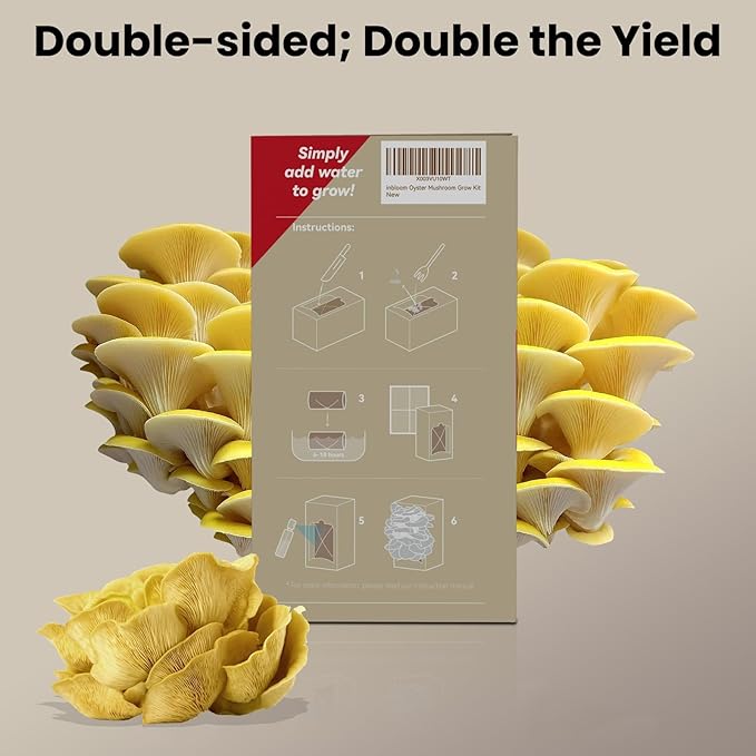 inbloom Large Organic Golden Oyster Mushroom Growing Kit (4 lbs), Double-Side Yellow Mushroom Grow Kit, MD USA Non-GMO Mushroom Kit, Harvest Mushrooms in 10 Days at Home, Indoor Gardening for Adults