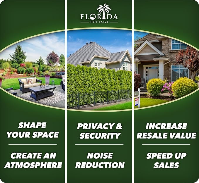 Getty White Agapanthus | 3 Live Plants | Agapanthus africanus ‘Getty White’ | Perennial Flowering Plants | Drought Tolerant Plants for Landscaping