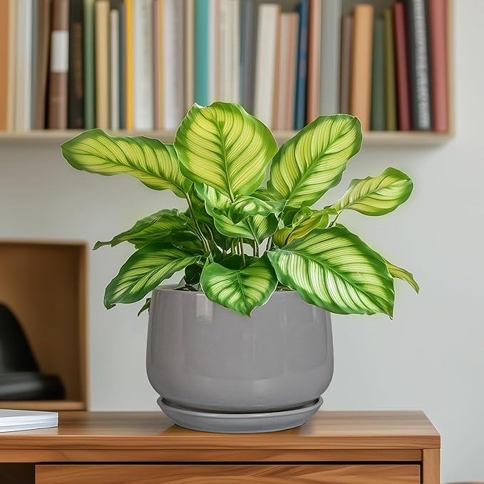 G EPGardening Ceramic Pot for Plants - Modern 6 Inch Round Planter Indoor with Drainage and Tray for Indoor Outdoor Flower, Patio Decor, Teacher Gifts, Grey