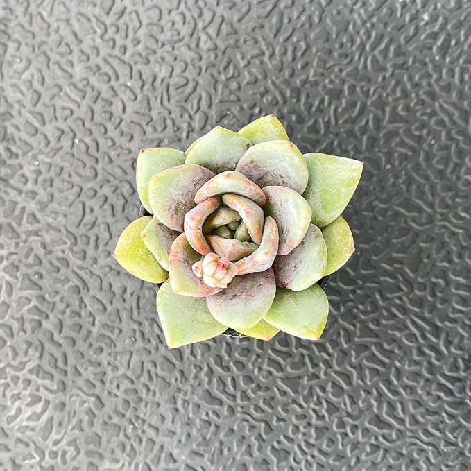 2" Live Succulent 'E. German Champagne', Rare Succulent Plants Fully Rooted in Pots, Unique House Plant for DIY, Party Favor, Home Office Decoration
