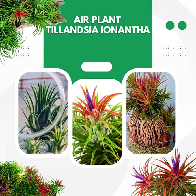 Air Plants Live, 10 Red Tillandsia Air Plants Live Houseplants for Growing Indoors Outdoors, 2 to 3 Inches Tall, Tillandsia Plants Live, Live Air Plants