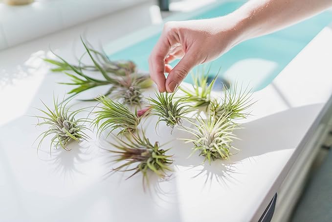 12 Pack Large Air Plants Tillandsia Ionantha Guatemala - Live Succulent House Plants - Available in Wholesale and Bulk - Home and Garden Decor - Easy Care Indoor/Outdoor Air Plant
