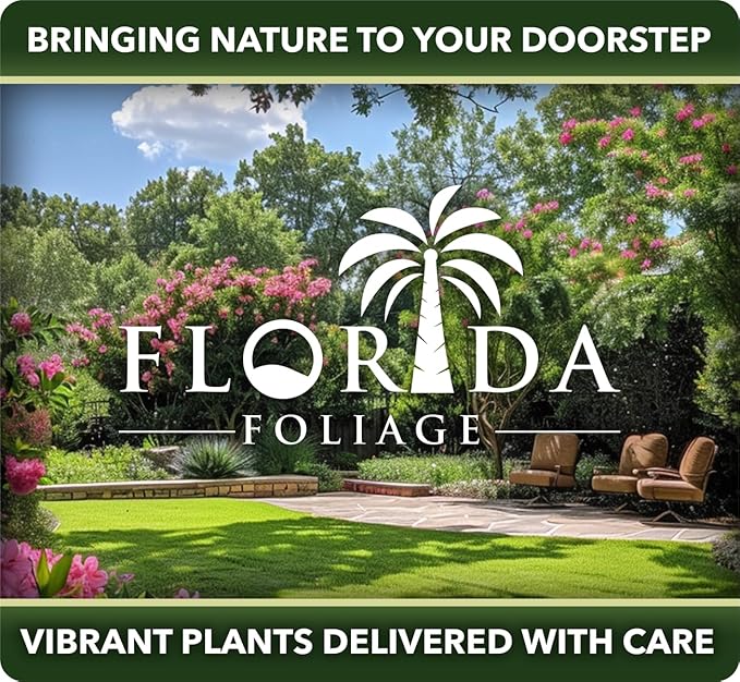 Getty White Agapanthus | 3 Live Plants | Agapanthus africanus ‘Getty White’ | Perennial Flowering Plants | Drought Tolerant Plants for Landscaping