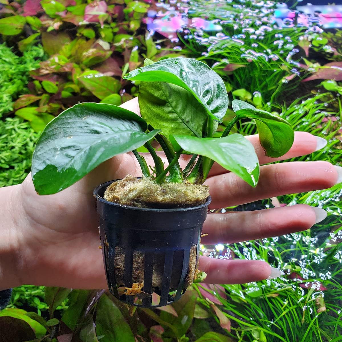 Anubias Live Aquarium Plants - Potted Freshwater Plant for Fish Tanks, Terrariums - Beginner Friendly Low Light (Barteri Butterfly, 1 Pot)