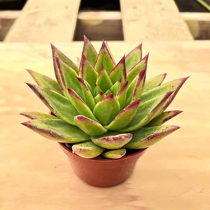 4-inch Succulent Echeveria agavoides 'Lipstick', Live Succulents Plants Fully Rooted in Pots with Soil, Easy-Care House Plants for DIY, Home Office Decoration