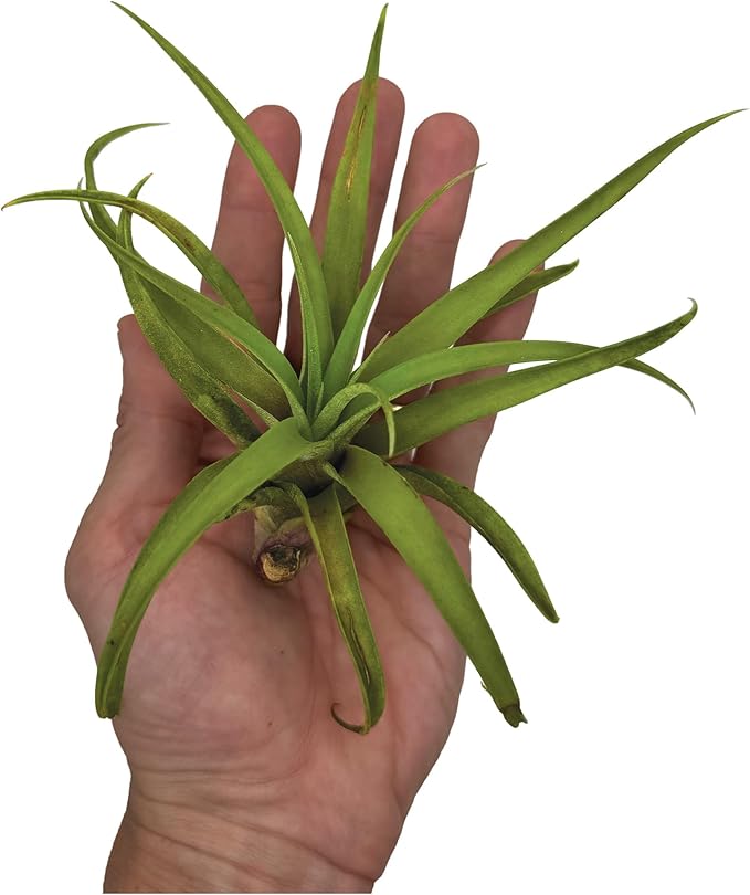 Air Plants - Tillandsia Capitata (Peach), Large 5-7” - 5 ct - Live Arrival Guaranteed - House Plants for Home Decor & Gift