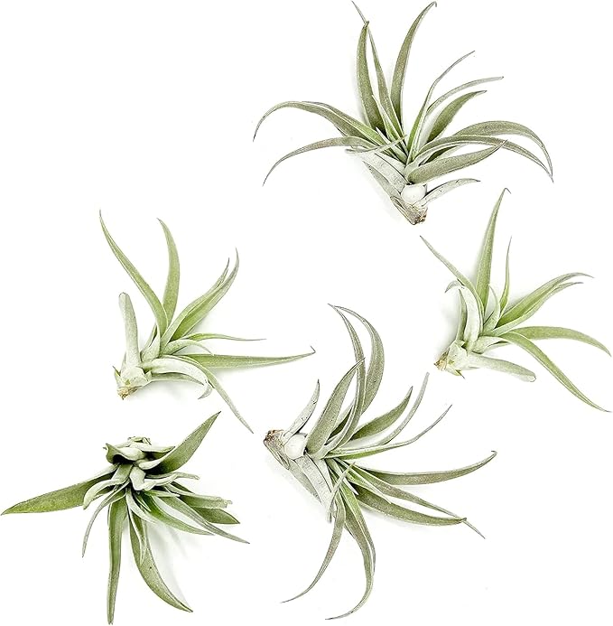Air Plants - Flowering Tillandsia Harrisii, Large 3-5" - 5ct - Live Arrival Guaranteed - House Plants for Home Decor & Gift