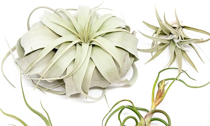 10 Pack of Large Tillandsia Air Plants - Xerographica, Juncea, Bulbosa, Caput Medusae & Harrisii- Live Succulent House Plants Availabe in Wholesale and Bulk - Easy Care Indoor and Outdoor Plant