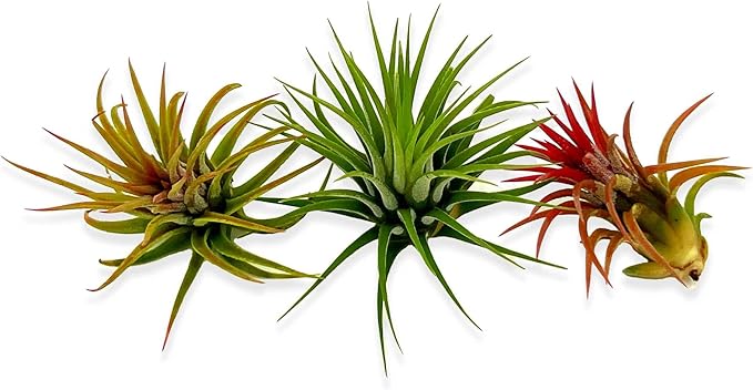 Air Plants Bulk - Tillandsia Ionantha Wholesale Pack, Regular 1-3" - 50ct - Live Arrival Guaranteed - House Plants for Home Decor & Gift