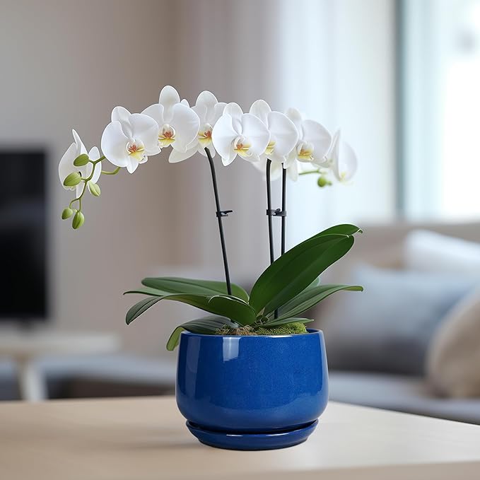 G EPGardening 6 Inch Plant Pot - Round Ceramic Planter Indoor with Drainage and Ceramic Saucer for Flower, Modern Desk Decor, Modern Garden Gift, Blue