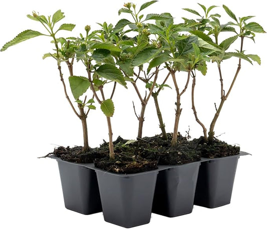 6 Dallas Red Lantana | Live Plants in 2.5-inch Nursery Cubes | Lantana Camara 'Dallas Red' Variety | Hardy Evergreen Perennial Shrub | Fiery Vibrant Blooms for Home & Garden