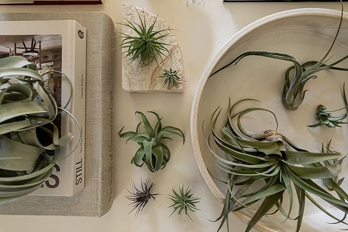 Air Plants Bulk - Tillandsia Variety Wholesale Pack, Regular 1-3" - 25ct - Live Arrival Guaranteed - House Plants for Home Decor & Gift