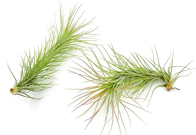 Air Plants - Tillandsia Funckiana, Large 5" - 2ct - Live Arrival Guaranteed - House Plants for Home Decor & Gift
