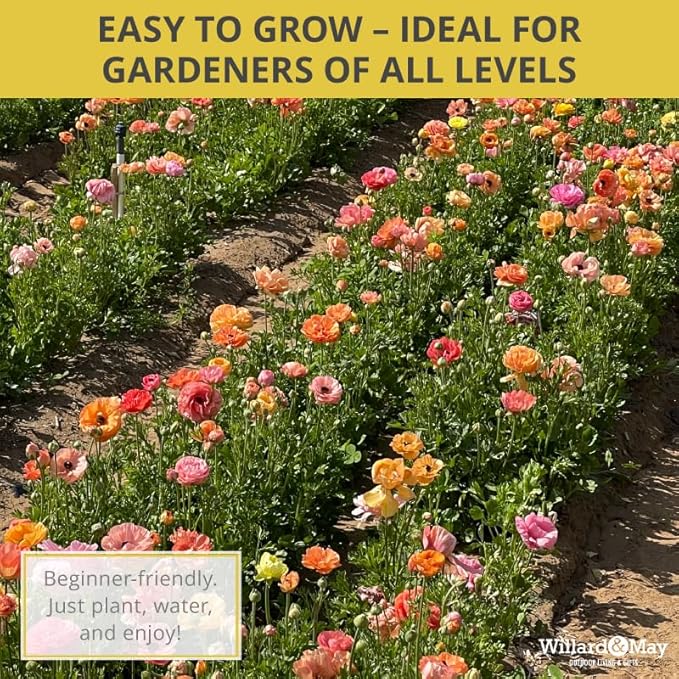 25 Pastel Mixed Ranunculus Bulbs for Planting - Buttercup Color Mix Value Bag - Plant in Gardens, Borders & Flowerbeds - Easy to Grow Fall Flowers Bulbs by Willard & May