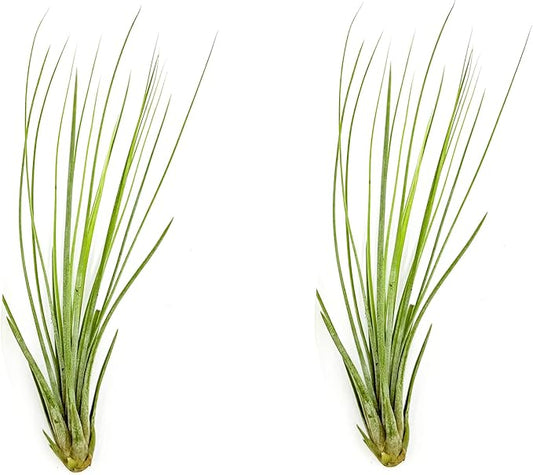 Air Plants - Tillandsia Juncea, Jumbo 8-12" - 2ct - Live Arrival Guaranteed - House Plants for Home Decor & Gift