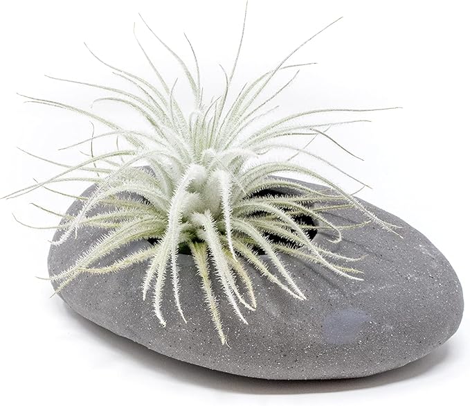 Air Plant Shop 5 Pack Rare Tectorum Ecuador Air Plants - Unique, Bright White, Nursery-Grown Tillandsia House Plant with Fuzzy Trichomes for Terrariums, Driftwood & Living Walls - Wholesale