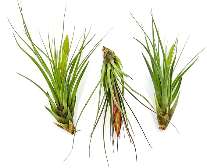 Air Plants - Flowering Tillandsia Melanocrater Tricolor, Large 5" - 3ct - Live Arrival Guaranteed - House Plants for Home Decor & Gift