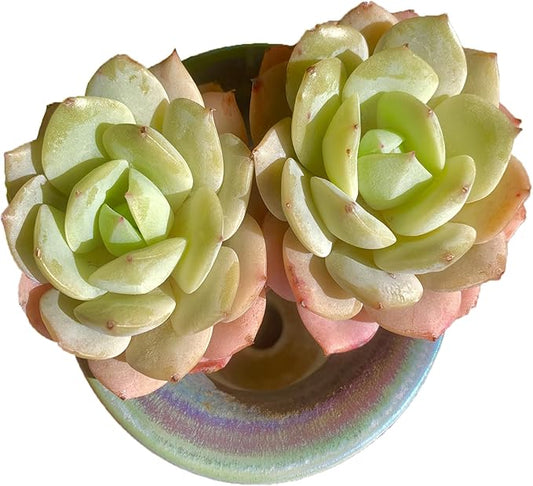 FWPP Live Succulents Plants Echeveria Love Song 2 Heads 3 inches,Rare Succulents Bare Root Without Pot Soil, Live Plants Indoor Office Decoration Wedding and Gift