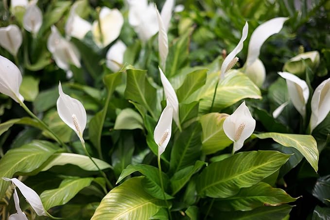 Gardenera's Premium Peace Lily Potting Mix The Perfect Growing Environment for Your Indoor Plants in Planters, Pots, and Containers [20 Quart Bag]